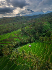 Rice terrace in the hill