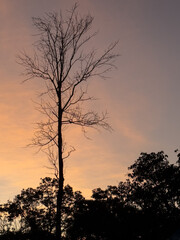 Silhouette of a tall tree during sunset