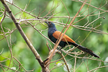 Greater Coucal perched on a tree branch with no leaves