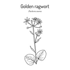 Golden ragwort (Packera aurea), medicinal plant
