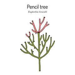 Pencil tree, or Indian tree spurge (Euphorbia tirucalli), medicinal plant