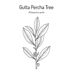 Gutta percha tree (Palaquium gutta), edible plant