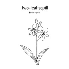 Alpine squill, or two-leaf squill (Scilla bifolia), ornamental plant