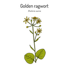 Golden ragwort (Packera aurea), medicinal plant