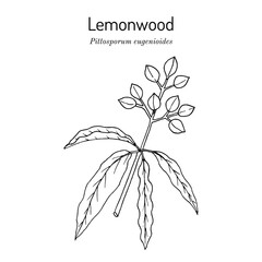 Lemonwood or tarata (Pittosporum eugenioides), edible and medicinal plant