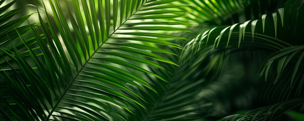 Close-Up of Palm Tree Leaves