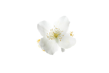 PNG, White jasmine flowers, isolated on white background