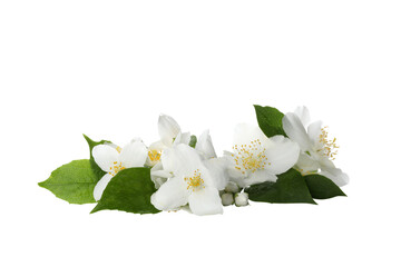 PNG, White jasmine flowers and leaves, isolated on white background
