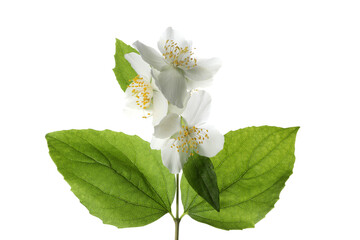 PNG, Jasmine branch with leaves and flowers, isolated on white background