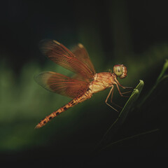 Grasshawks Genus Neurothemis