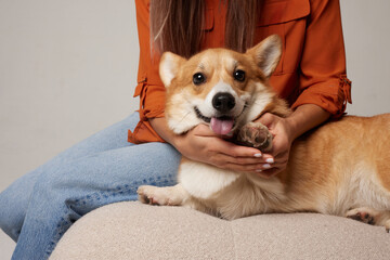 girl holding paw of Pembroke Welsh corgi dog on sofa, love for animals