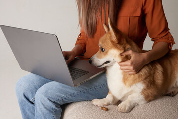 A young woman works at home on a laptop next to her dog. Domestic corgi dog looking at laptop, love for animals