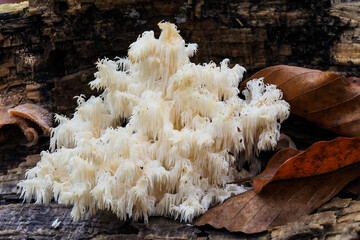 Fruchtkörper des Igelstachelbarts © Robert Mertl
