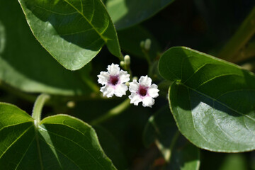 ヘクソカズラの白い花
