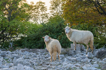 Fototapeta premium Two sheep standing on the rocky surface between bushes