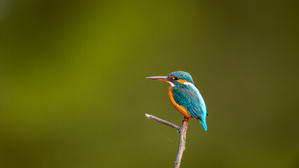 wild male common kingfisher or Alcedo atthis is a small colorful bird closeup or portrait perched in natural green background at keoladeo national park or bharatpur bird sanctuary rajasthan india asia