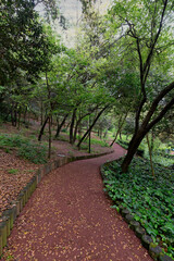 Fototapeta premium A winding path leads through a lush green forest with lush tall imposing trees on either side with sun light shining through the trees