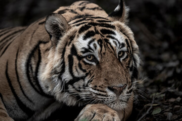 ranthambore wild male bengal tiger or panthera tigris extreme face close up Fine art image or...