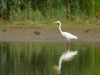 A Great Egret standing in a pond