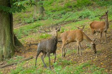 A stag in a park in autumn