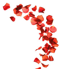 Romantic Red Rose Petals on White, Perfect for A beautiful day , Weddings, and Celebrations , a Symbol of Love and Natural Beauty.