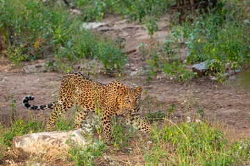 wild female leopard or leopardess or panthera pardus roaming around in her territory trying to hide or camouflage in grass with eye contact in safari at jhalana forest reserve jaipur rajasthan india