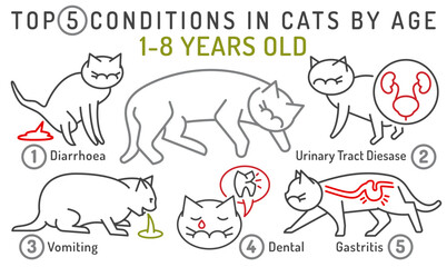 Top 5 conditions in cats by age. 1-8 years old cat.