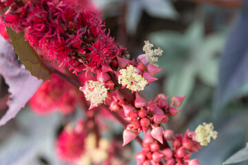 Red flower of castor oil plant, Ukraine