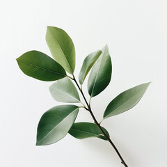 Fototapeta premium An isolated green plant branch sprig on white background 