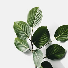 Obraz premium An isolated green plant branch sprig on white background 