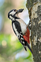 A beak full of insects, fine art portrait of great spotted woodpecker female (Dendrocopos major)
