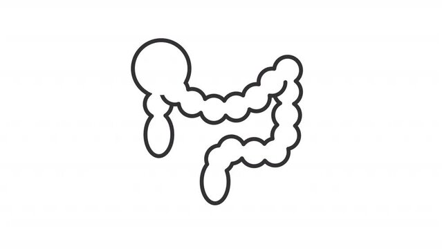 Animated bowel icon. Large intestine line animation. Human anatomy. Digestive system. Gastrointestinal tract. Black illustration on white background. HD video with alpha channel. Motion graphic