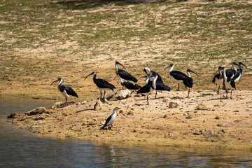 A colony of straw-necked ibises by a lagoon in Hanson Bay