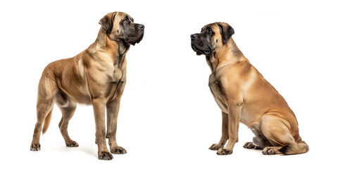 Obraz premium Dog Spanish Mastiff