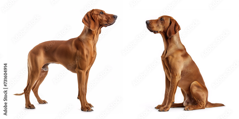 Sticker Dog Red Redbone Coonhound