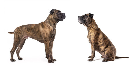 Obraz premium Dog Presa Canario