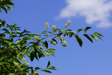 Flowers of black cherry (Prunus serotina), family Rosaceae. Native in America, introduced in the Netherlands. where it has acted as an invasive species. Spring