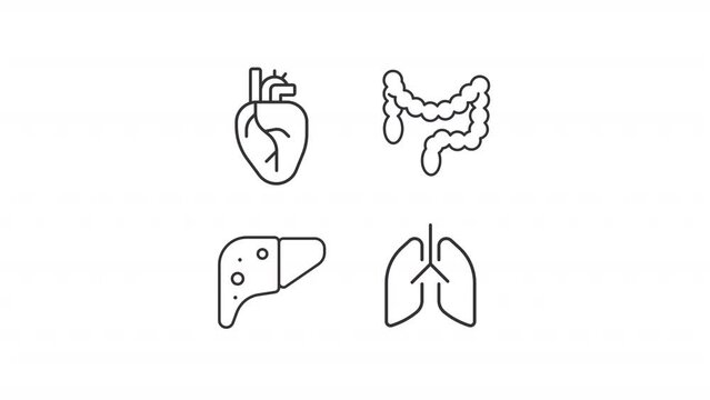 Animated internal organs icons. Body parts line animation library. Human anatomy. Digestive system. Black illustrations on white background. HD video with alpha channel. Motion graphic
