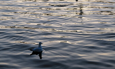 Seagull on the water in the evening