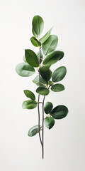 Isolated plant branch with green leaves in white background 
