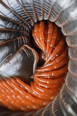 millipede