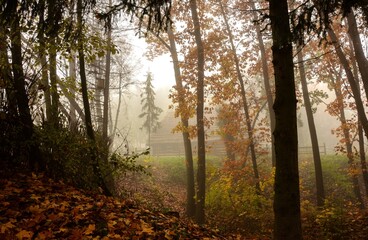 Fototapeta premium Misty morning landscape in autumn park