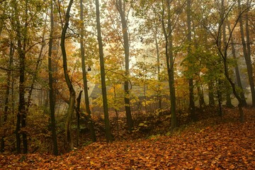 Misty morning landscape in autumn park
