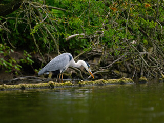 Ein Graureiher bei der Fischen