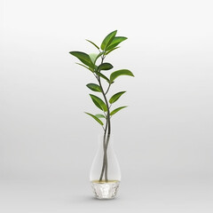 Small decorative interior greenery indoor plant on a plant pot in white background 