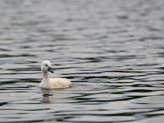 Höckerschwan Küken