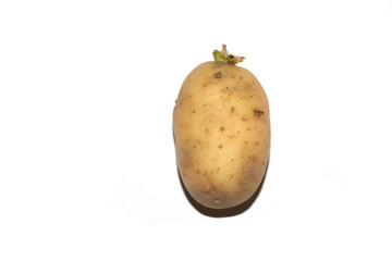 Sprouting New Potato Vegetable on White Background