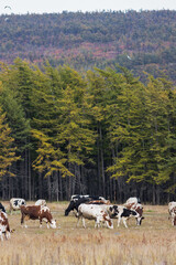 A herd of cows is grazing in a meadow near the forest. Landscape with grazing cattle. Traditional agriculture and animal husbandry in the countryside. Autumn season.