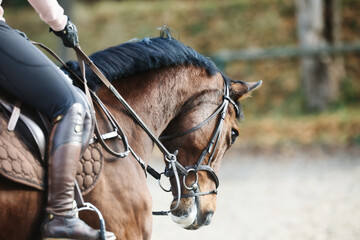 Horse with bridle, close-up head with strong outer reins. - obrazy, fototapety, plakaty