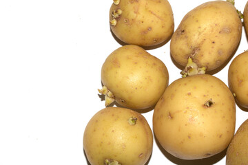 Sprouting New Potato Vegetable on White Background